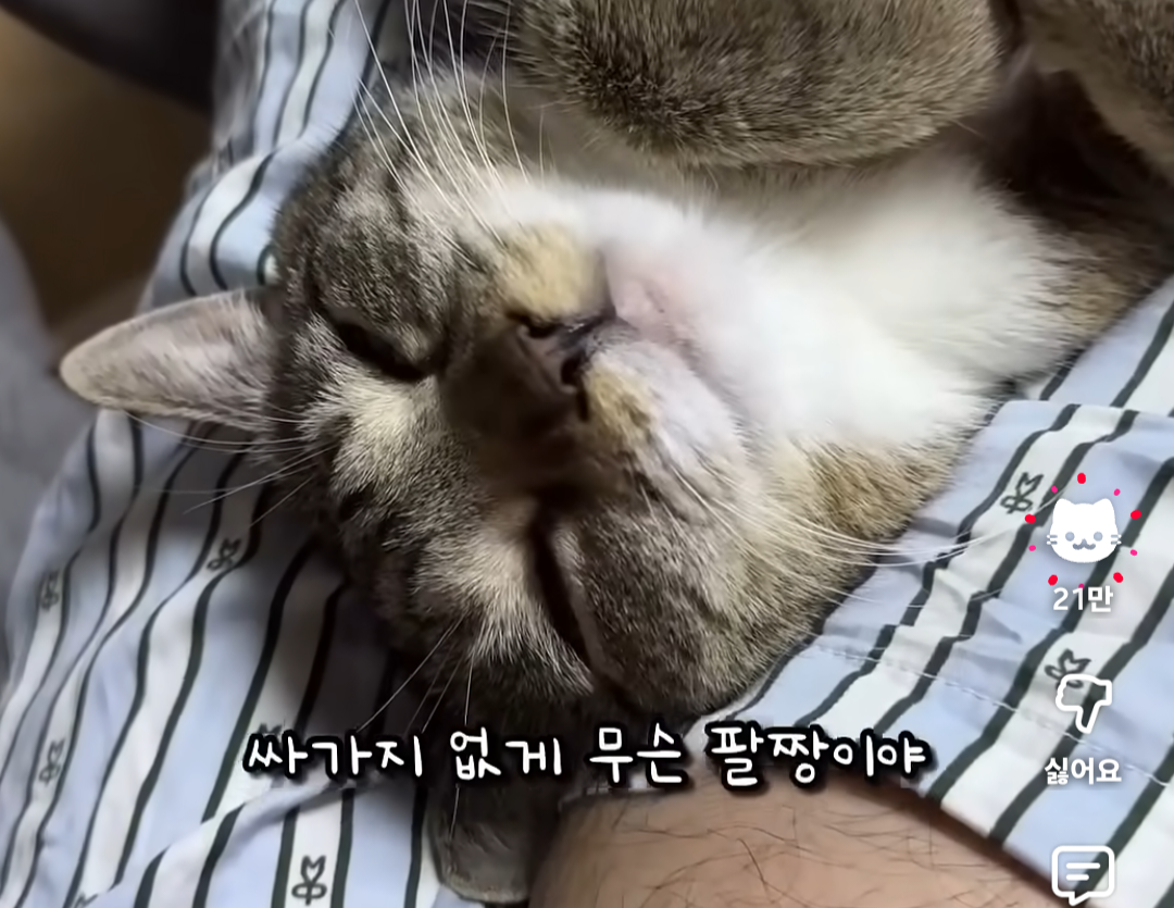 [잡담] 우와 좋아요 누르면 고양이 얼굴 나와 | 인스티즈