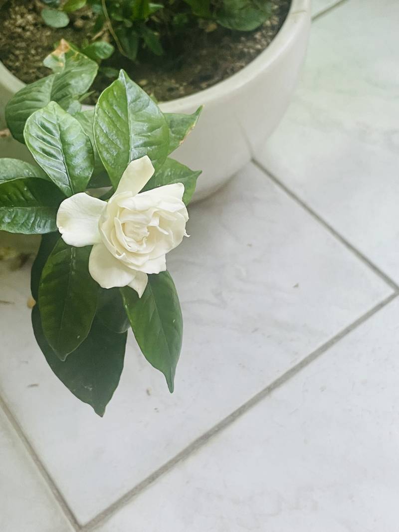[잡담] 가끔 사진으로 향이 전달되면 좋겠다는 생각이 들어 | 인스티즈