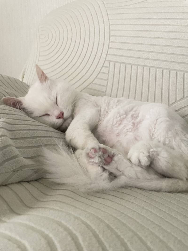 [잡담] 우리집 고양이 자는거봐… | 인스티즈