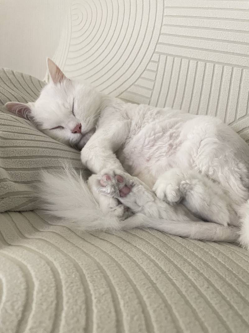 [잡담] 우리집 고양이 자는거봐… | 인스티즈