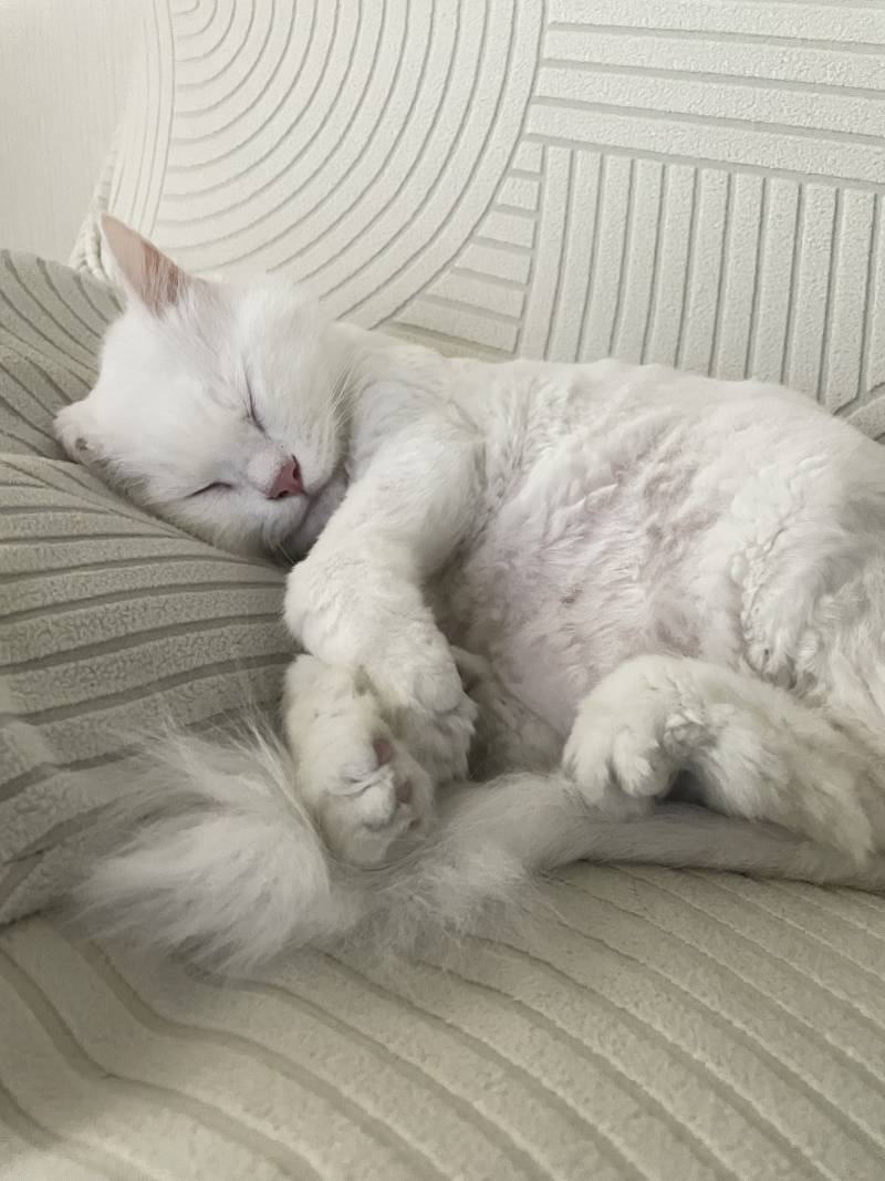 [잡담] 우리집 고양이 자는거봐… | 인스티즈