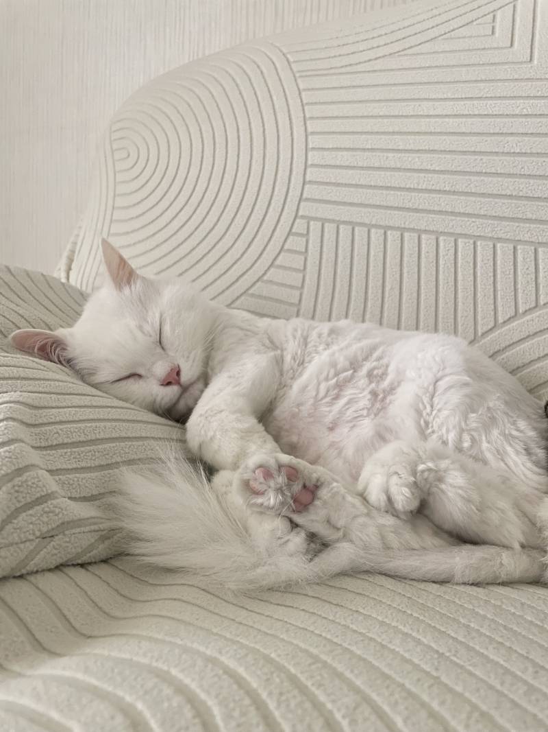 [잡담] 우리집 고양이 자는거봐… | 인스티즈