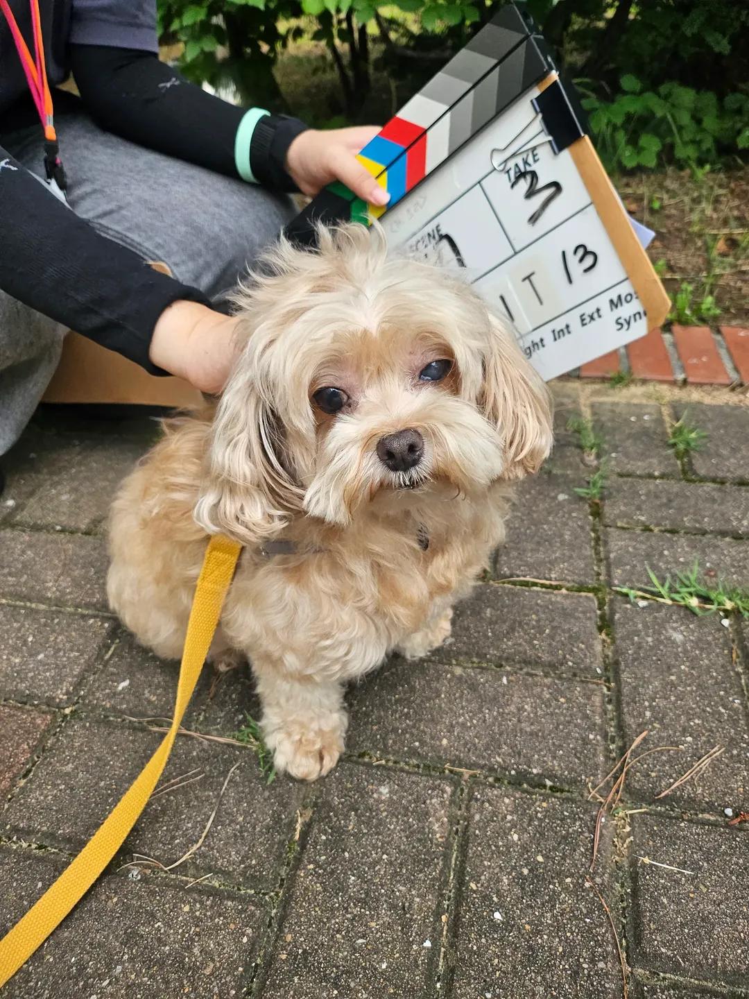 [잡담] 멋진신세계) 감자 사진 보고가 ㄱㅇㅇ🐶 | 인스티즈