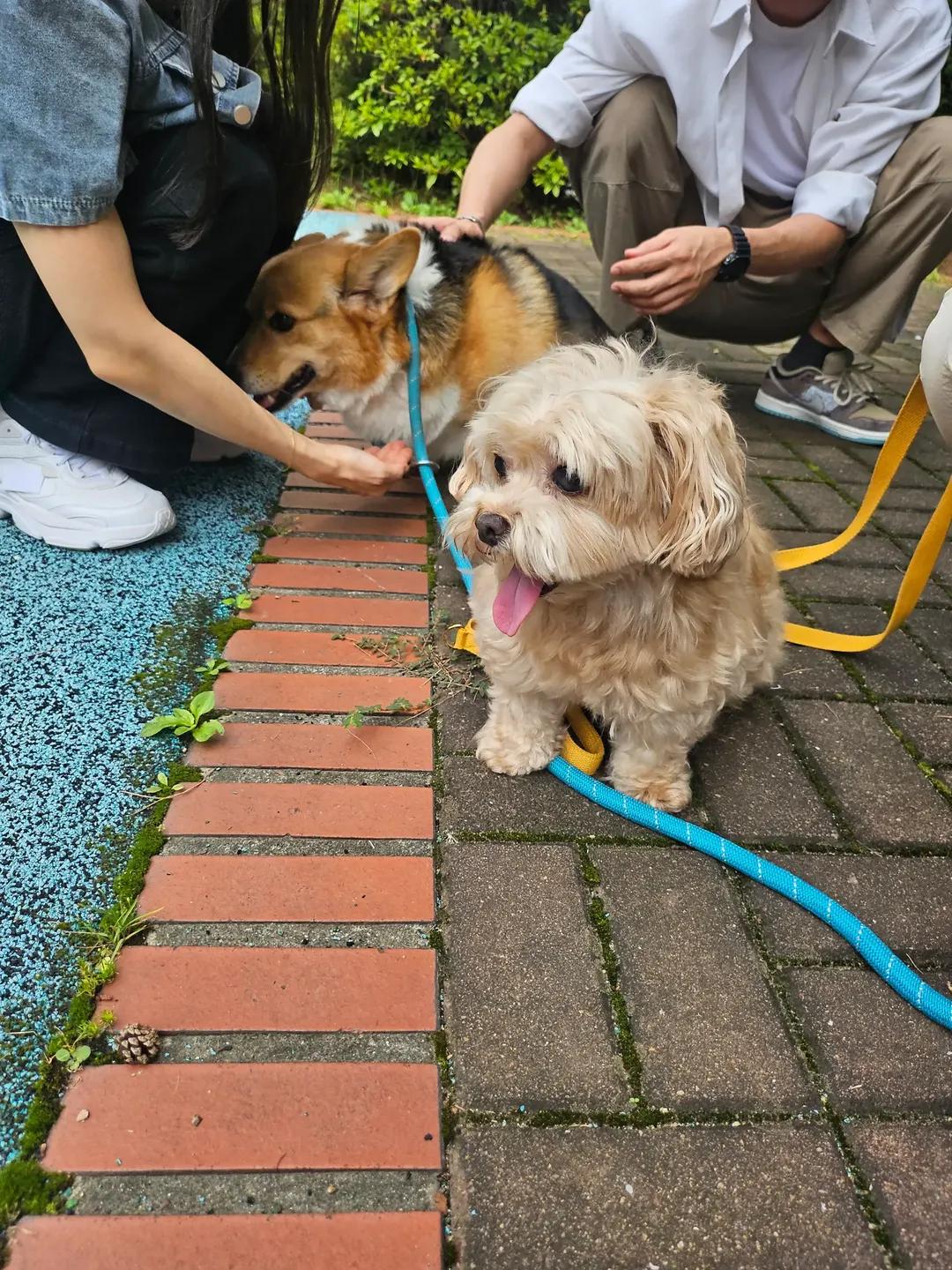 [잡담] 멋진신세계) 감자 사진 보고가 ㄱㅇㅇ🐶 | 인스티즈