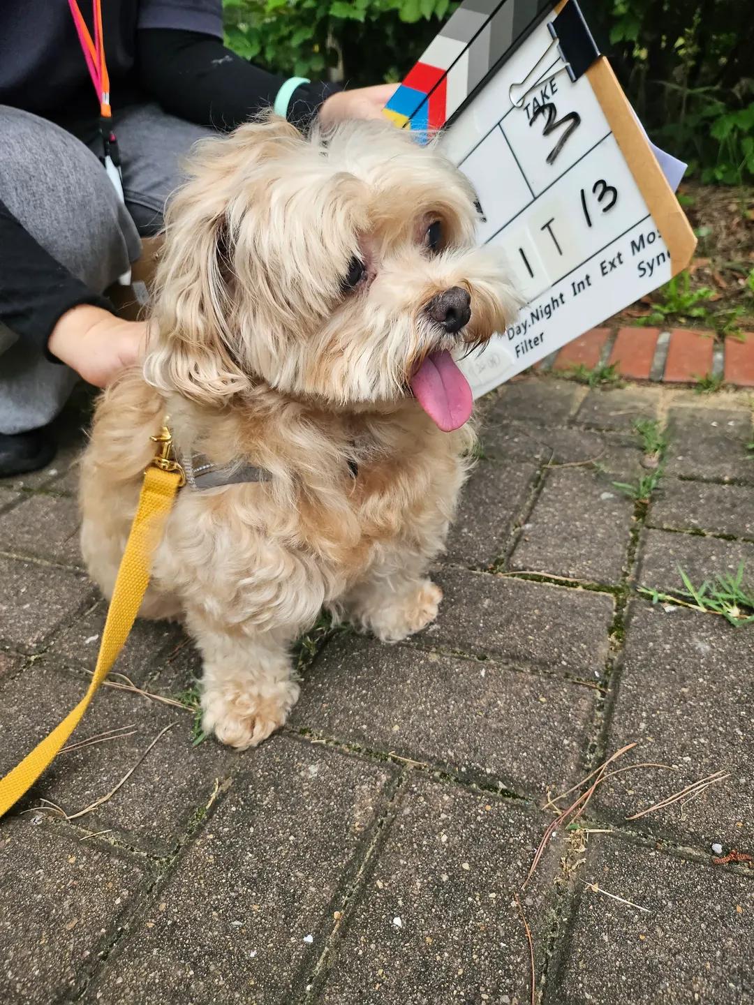 [잡담] 멋진신세계) 감자 사진 보고가 ㄱㅇㅇ🐶 | 인스티즈