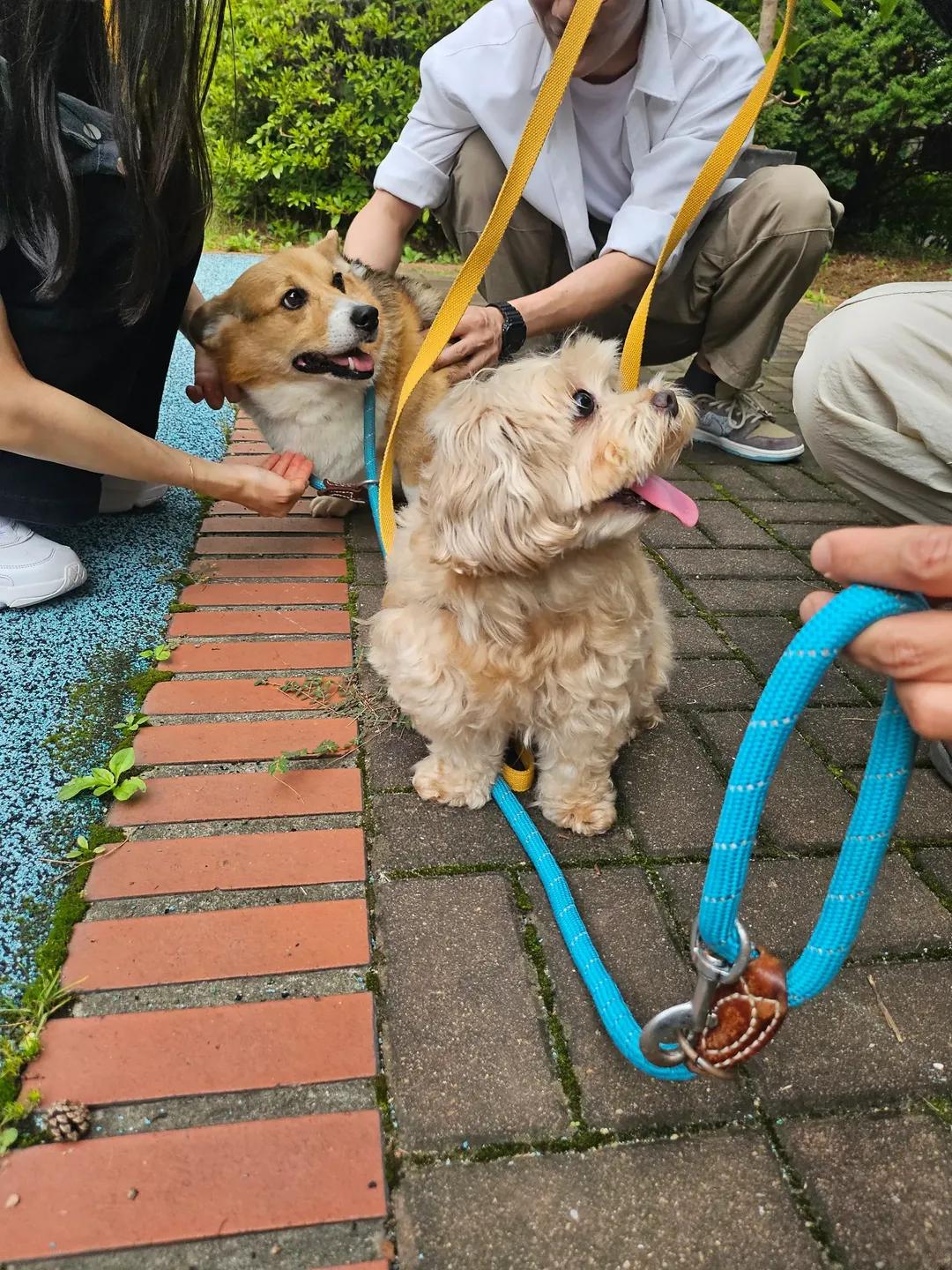 [잡담] 멋진신세계) 감자 사진 보고가 ㄱㅇㅇ🐶 | 인스티즈