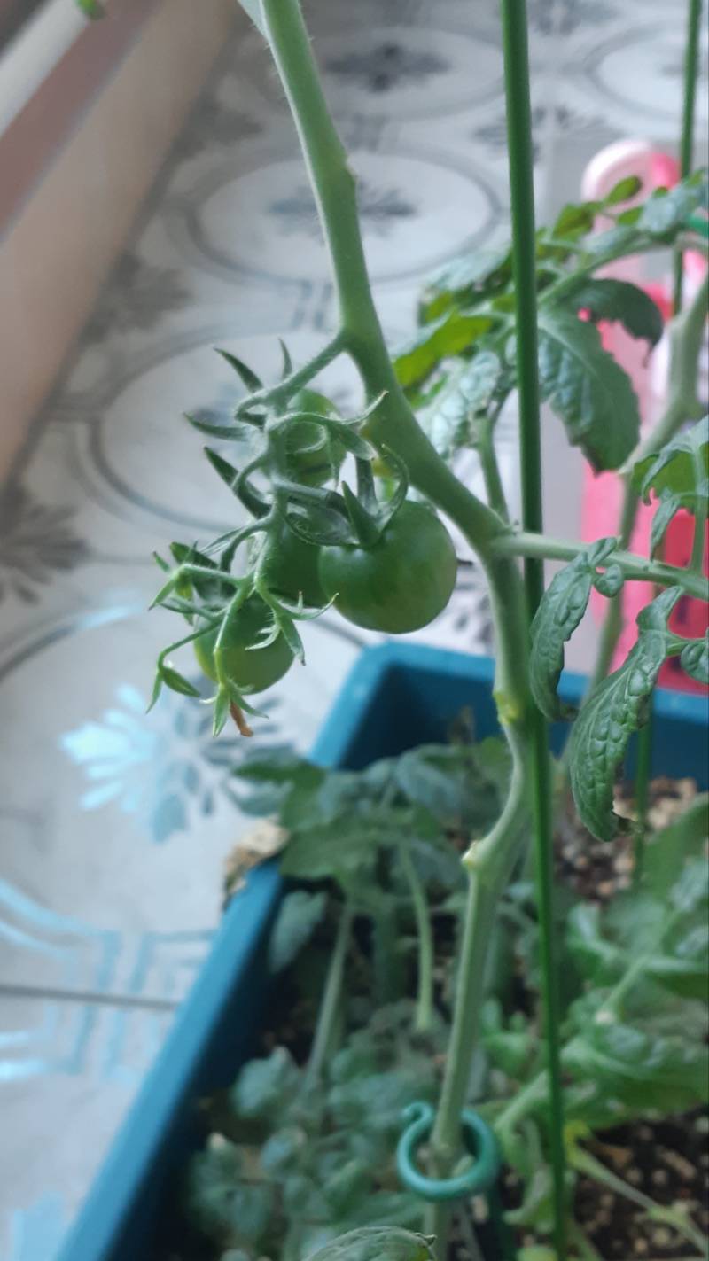 [잡담] 대추방토 키우는데 토마토 달렸어! | 인스티즈