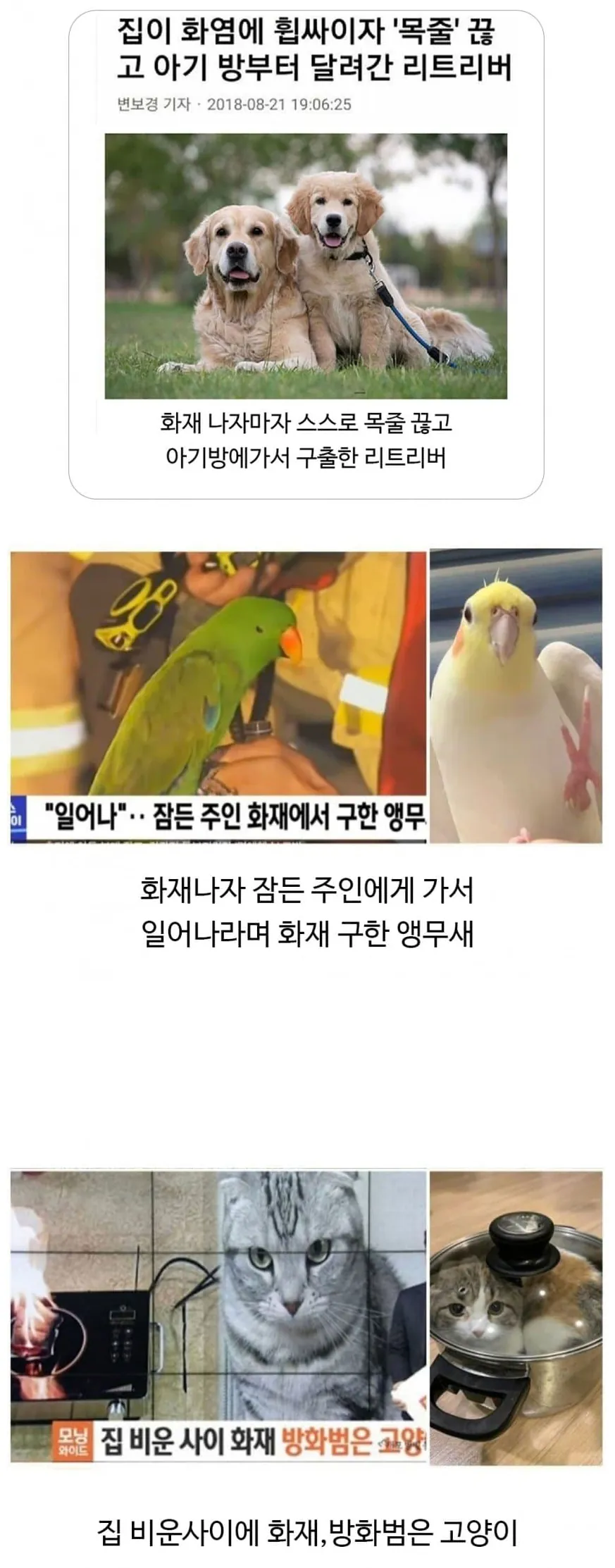 [잡담] 집에 불이 났을때 동물들 반응 | 인스티즈
