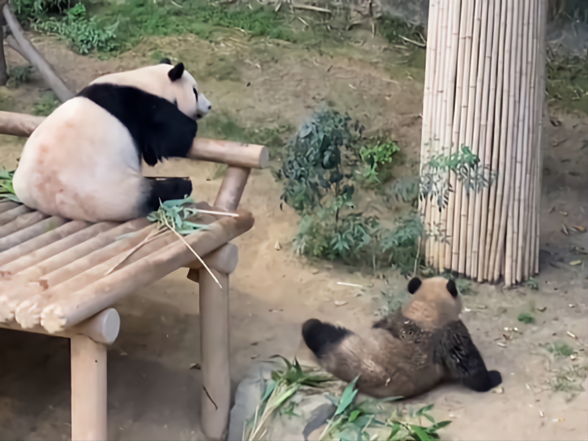 [잡담] 푸바오 흙곰 시절 | 인스티즈