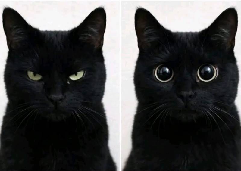 [잡담] 고양이 집사들아 이거 오른쪽이 화나있는? 흥분해있는 상태야??? | 인스티즈
