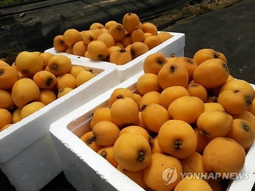 [잡담] 애드라 너희 비파라는 과일 알아? | 인스티즈