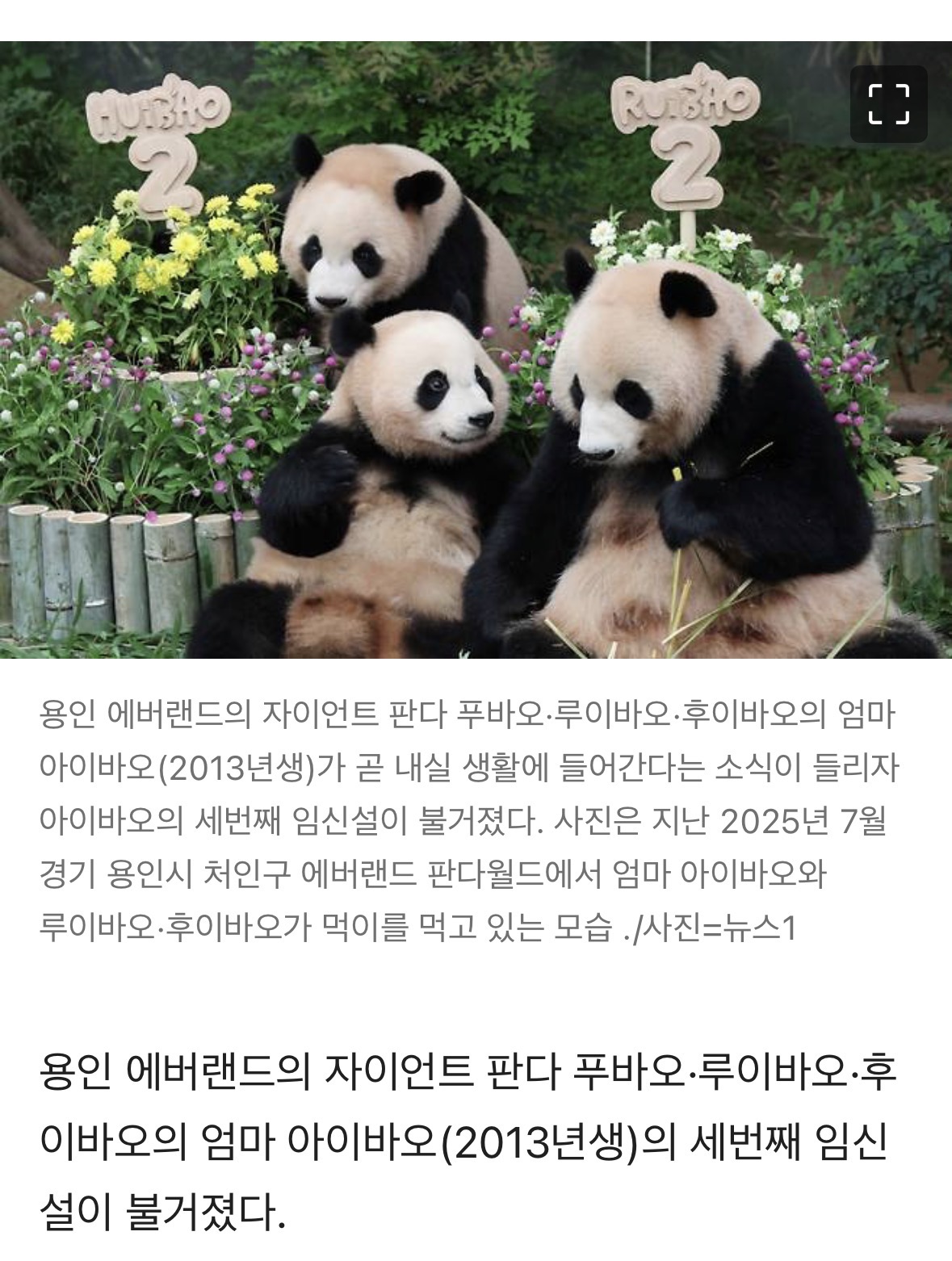 [잡담] "푸바오, 또 동생 생기나"…'호르몬 변화' 아이바오, 세번째 임신설 | 인스티즈