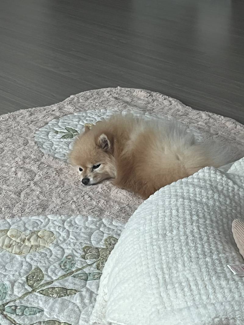 [잡담] 우리 집에서 물범 한 마리 자는 중 | 인스티즈