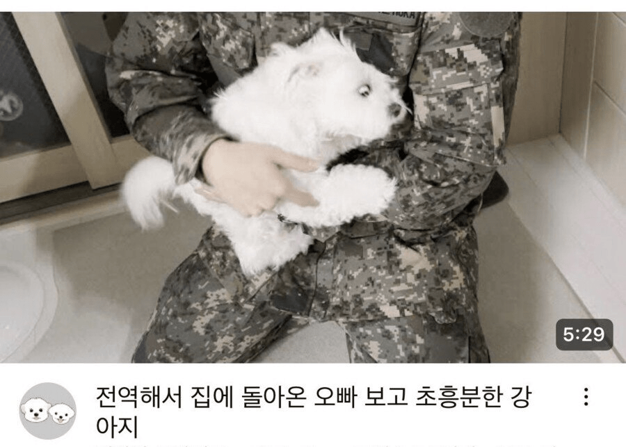 [정보/소식] 군대간 주인을 끝까지 기다린 강아지 | 인스티즈
