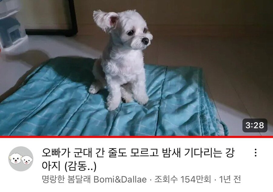 [정보/소식] 군대간 주인을 끝까지 기다린 강아지 | 인스티즈