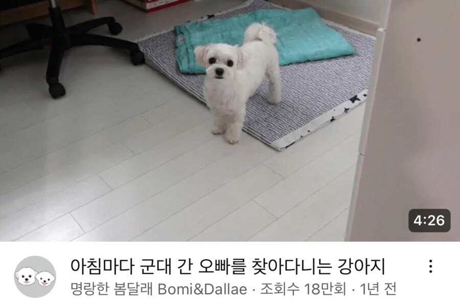 [정보/소식] 군대간 주인을 끝까지 기다린 강아지 | 인스티즈