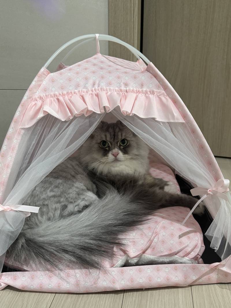 [잡담] 고양이가 사준 거 잘 써주면 기분이 너무 좋음.. | 인스티즈