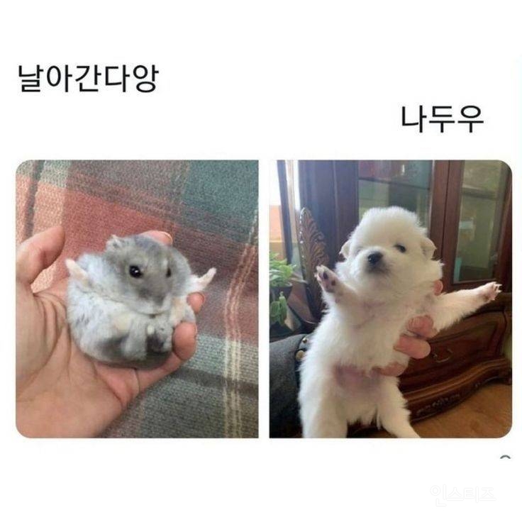 날아간다앙 | 인스티즈