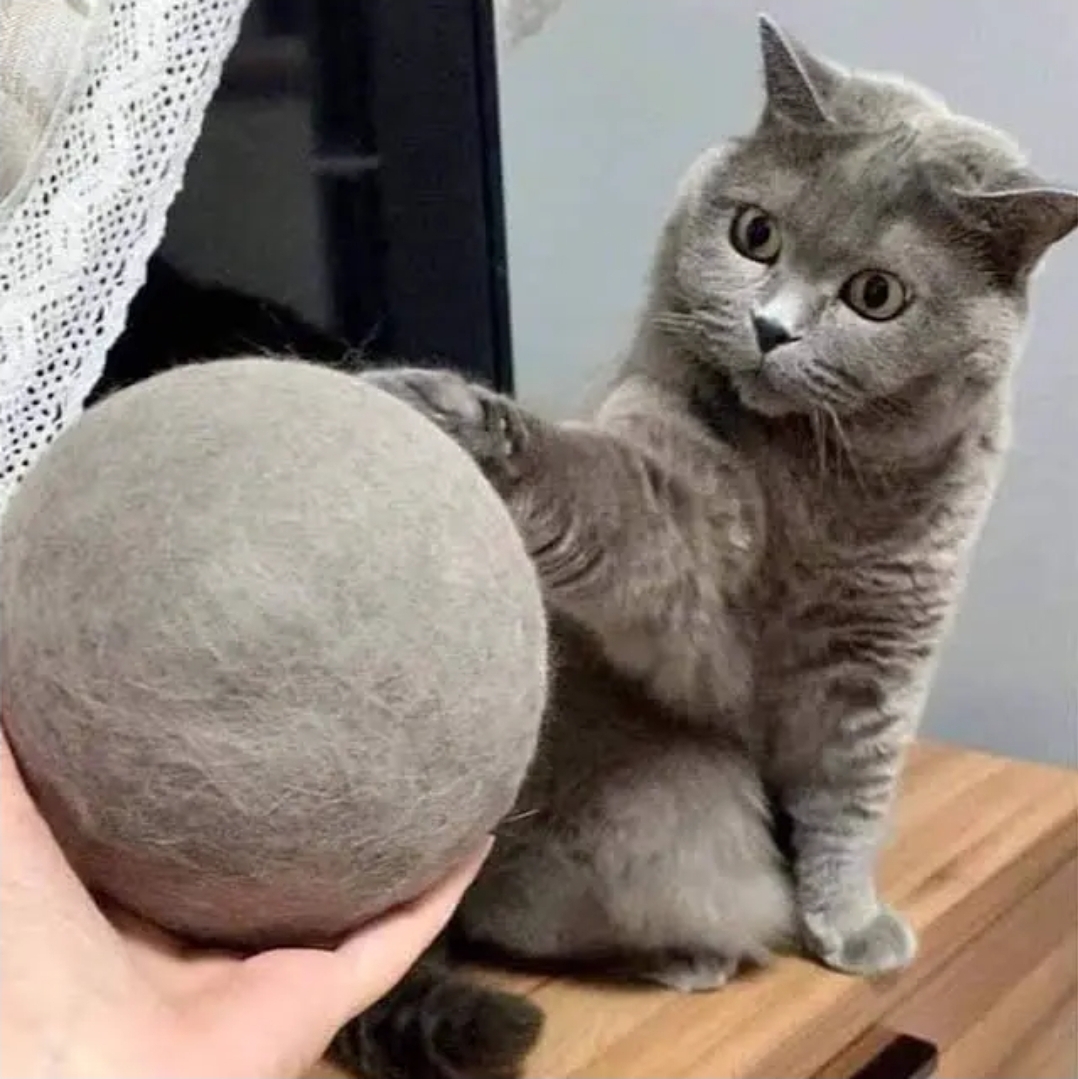 [잡담] 고양이 키우는익들 있어? | 인스티즈
