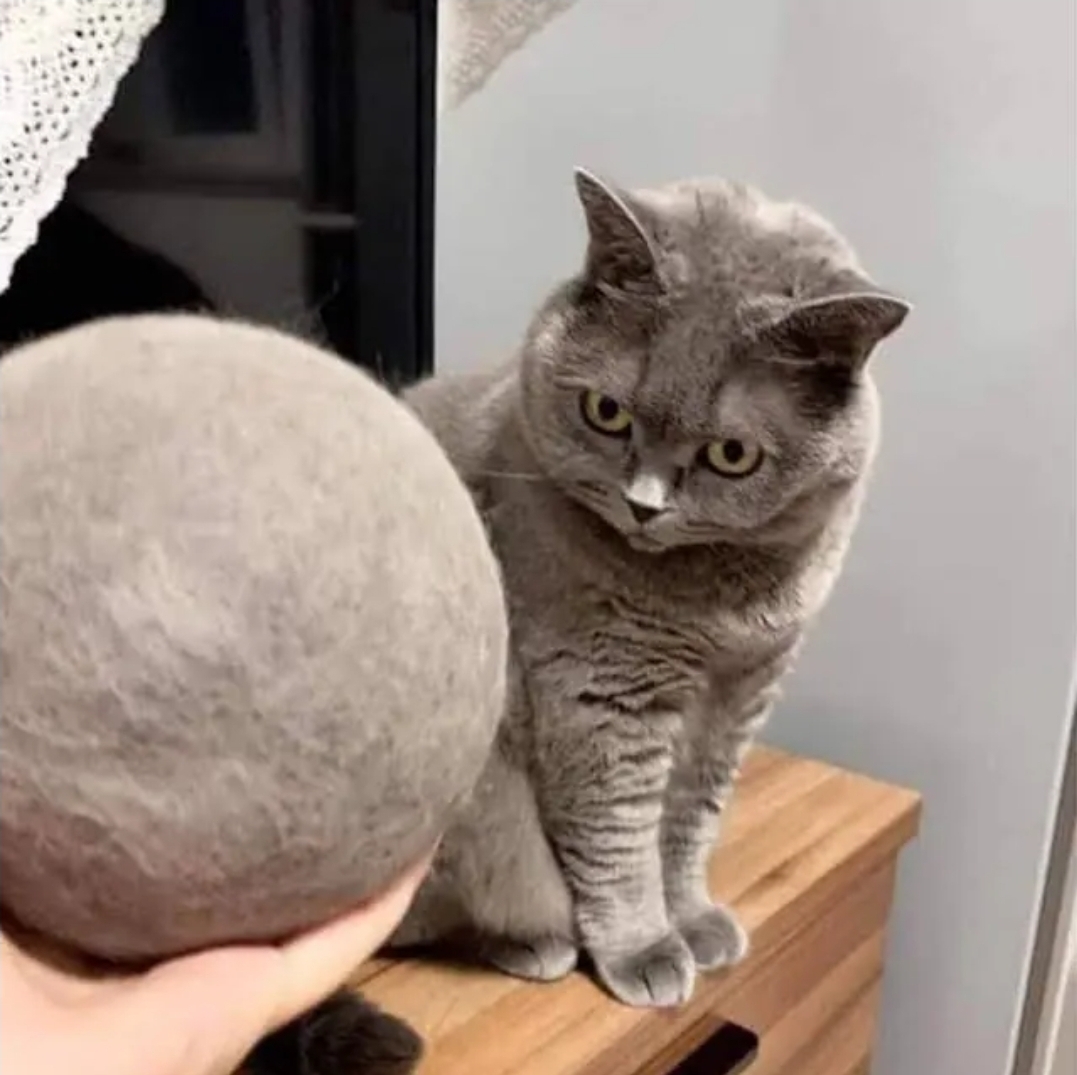 [잡담] 고양이 키우는익들 있어? | 인스티즈