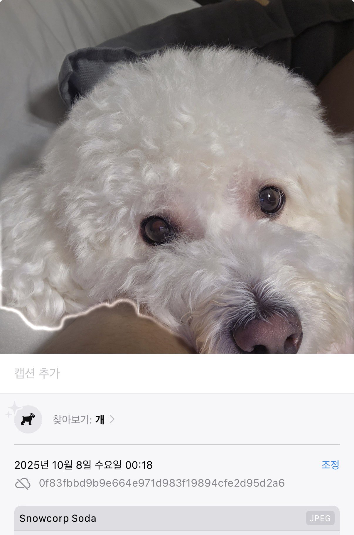 [잡담] 강아지를 소다로 찍고 본인 셀카 울트라로 찍냐 | 인스티즈