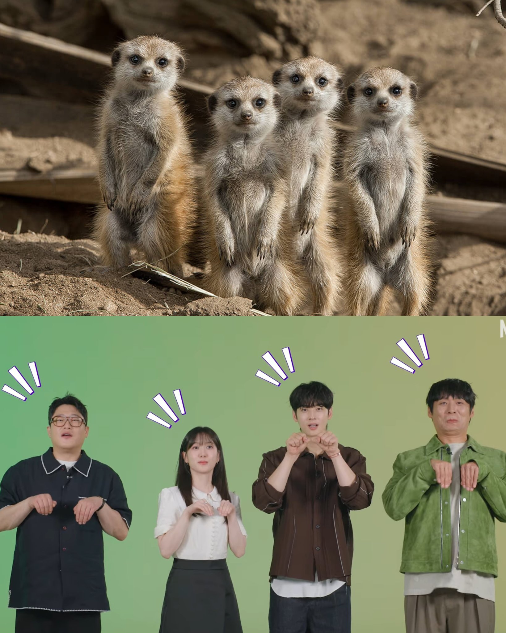 [잡담] 원더풀스) 미어켓 모지리들 | 인스티즈