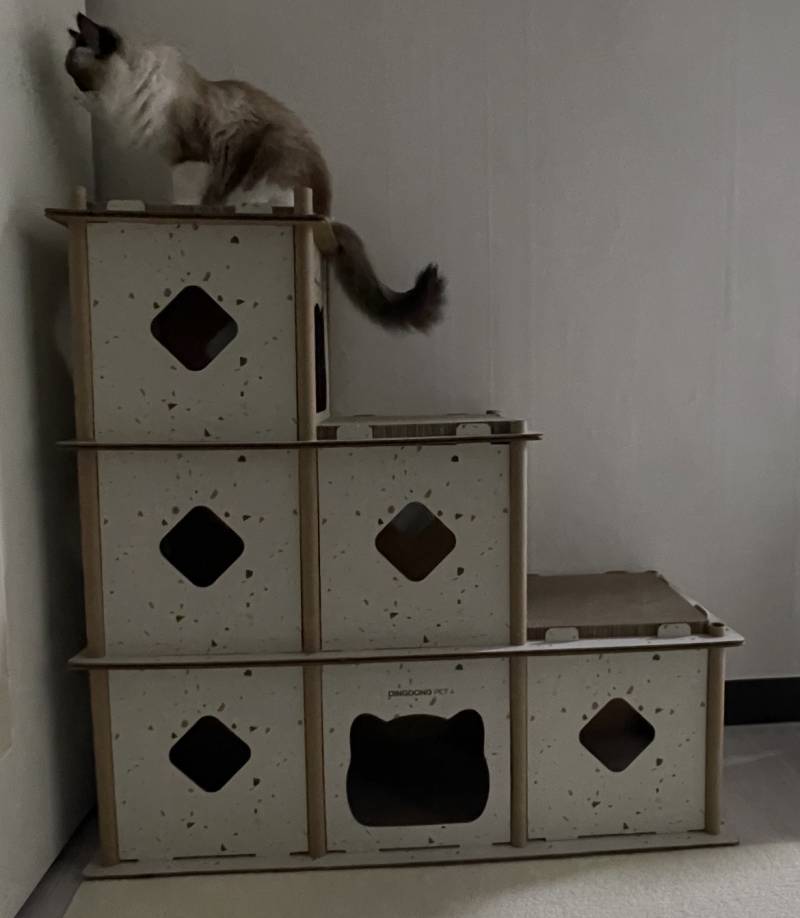 [잡담] 우리집 냥이 3층짜리 건물주 됨ㅋㅋㅋ | 인스티즈