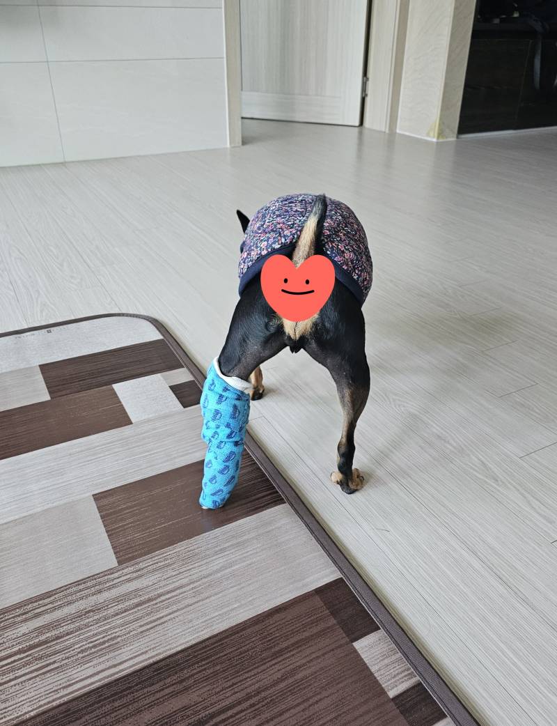 [잡담] 울집 강아지 다리 깁스 맘 아파...ㅠ | 인스티즈