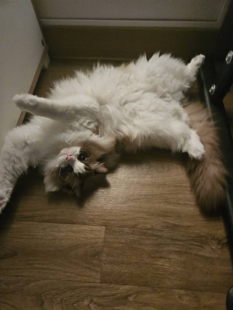 [잡담] 우리집 고양이 어때 | 인스티즈