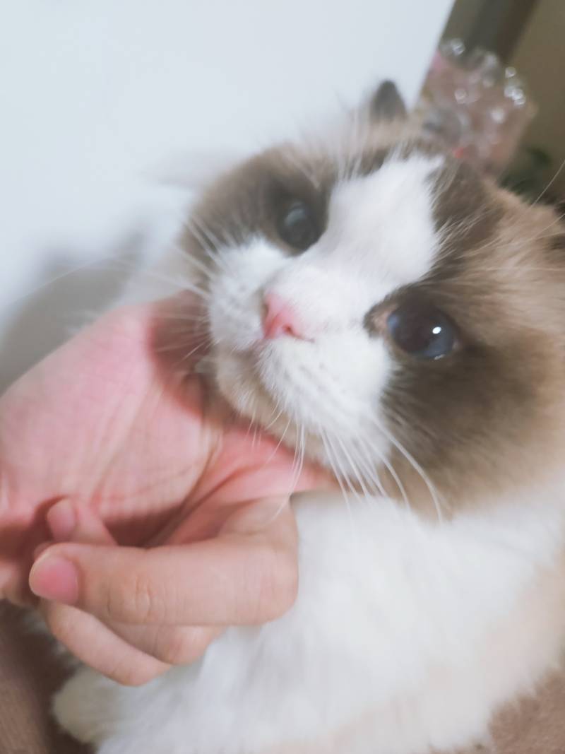 [잡담] 우리집 고양이 어때 | 인스티즈