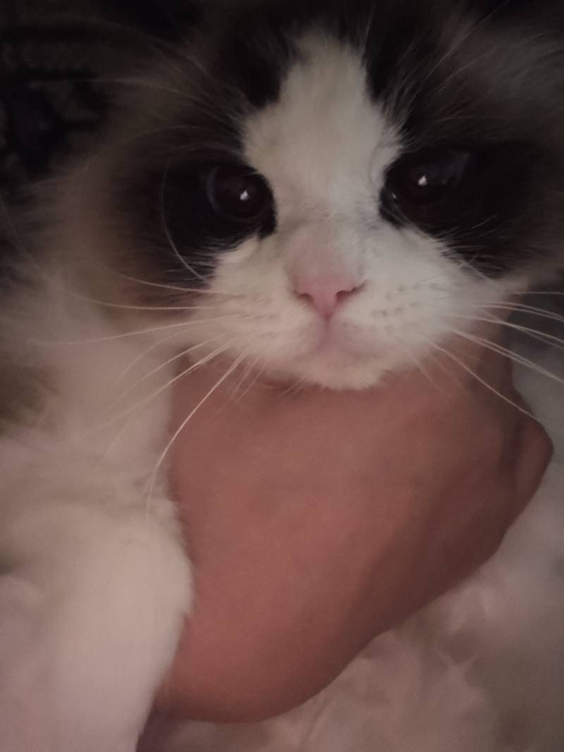 [잡담] 우리집 고양이 어때 | 인스티즈