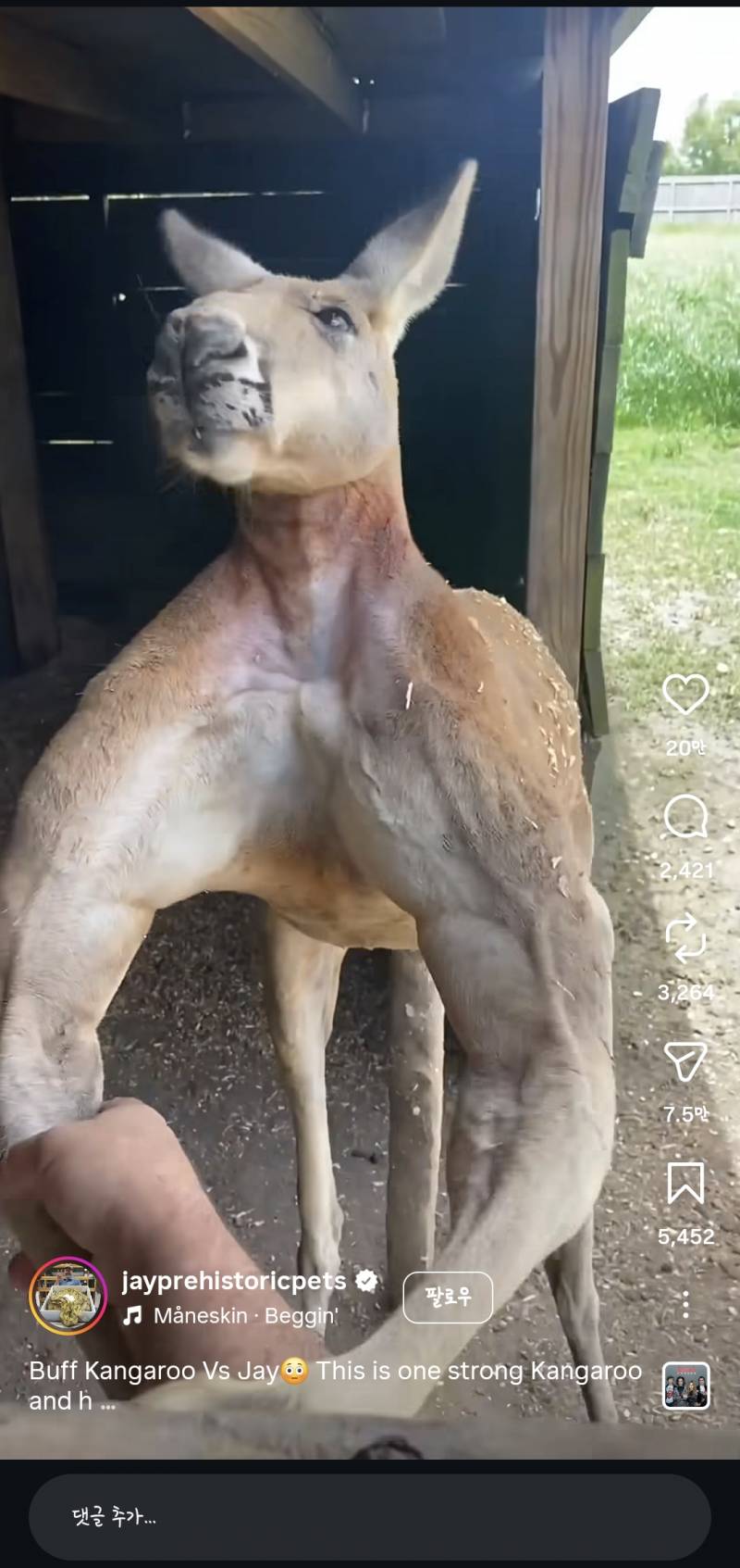 [잡담] 캥거루 근육보ㅏ;;;;; | 인스티즈