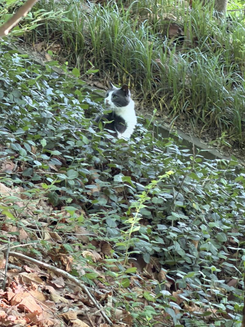 [잡담] 등산하다가 산 고양이(?) 봤는데 너무 뽀송뽀송해 | 인스티즈