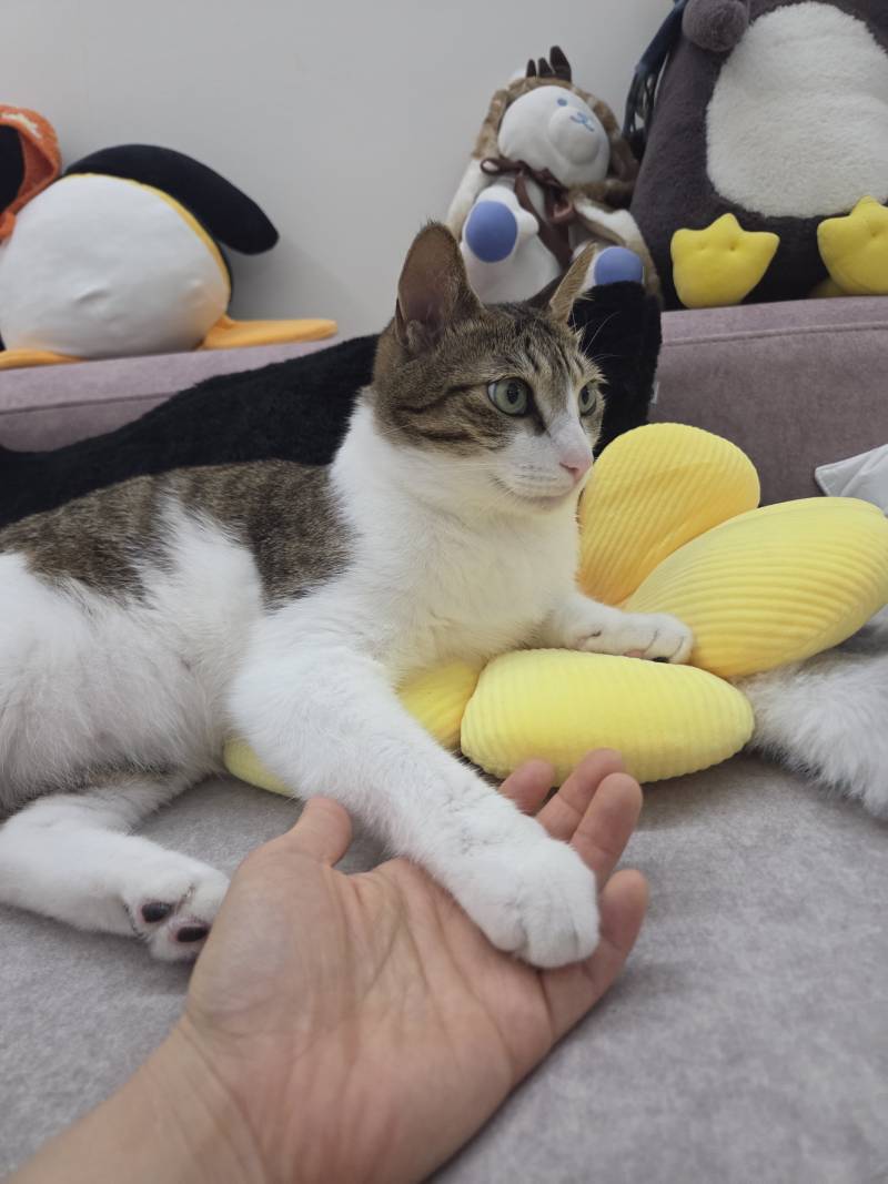 [잡담] 우리집 고양이 나랑 손잡는거 좋아함..ㅠㅠ | 인스티즈