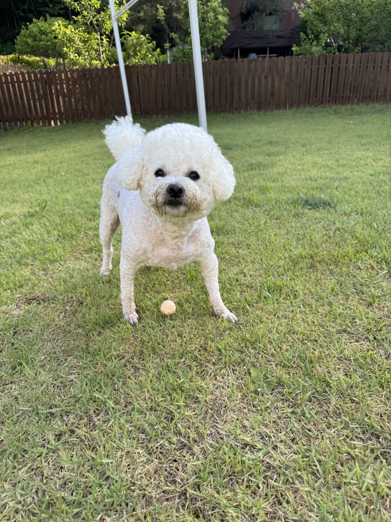 [잡담] 강아지 자랑🐶 | 인스티즈