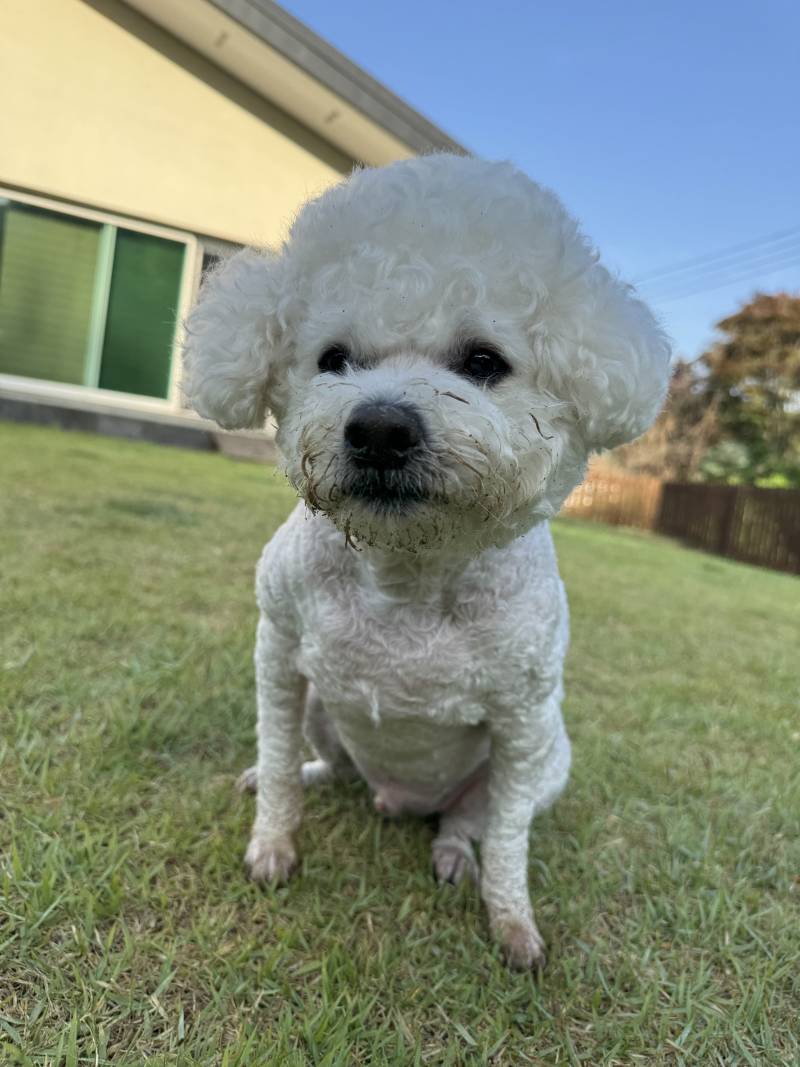 [잡담] 강아지 자랑🐶 | 인스티즈