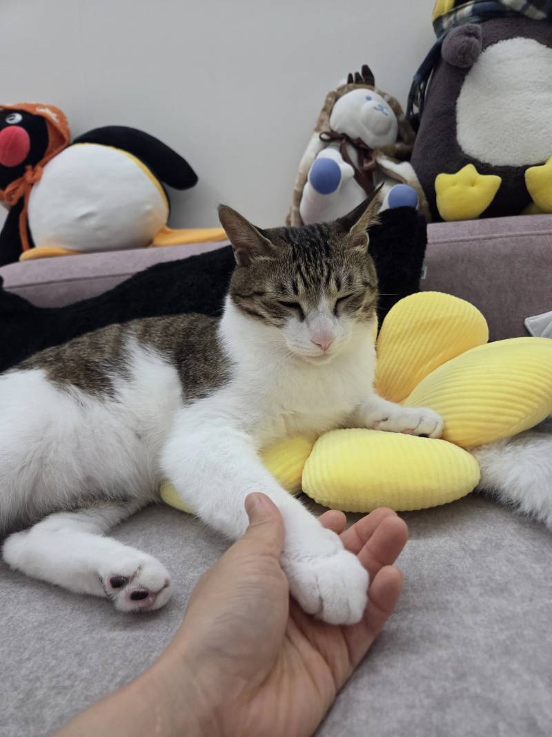 [잡담] 우리집 고양이 나랑 손잡는거 좋아함..ㅠㅠ | 인스티즈