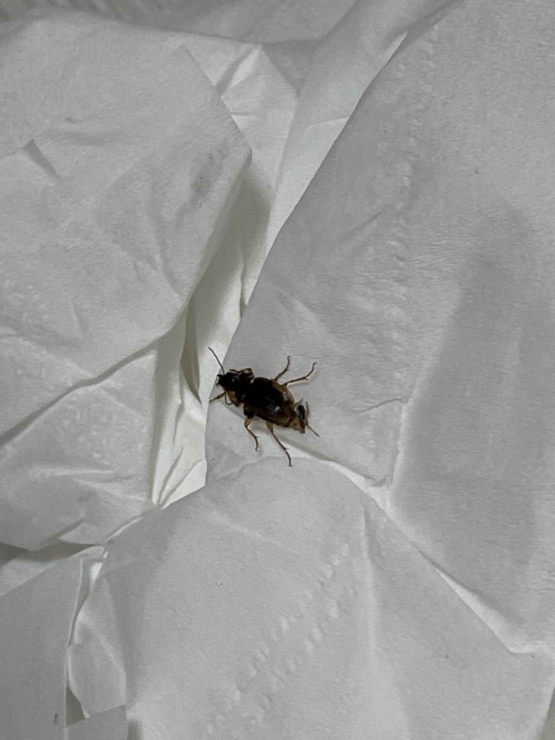 [잡담] 완전 찌부시키긴 했지만 이거 바퀴야???!ㅠㅠㅠ 혐오주의 벌레 시체 확대해서 찍은 사진임!! | 인스티즈