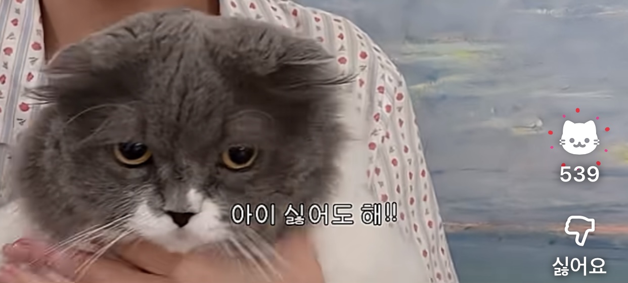 [잡담] 고양이 영상에 좋아요 누르면 고양이 나오는거 알아??? | 인스티즈