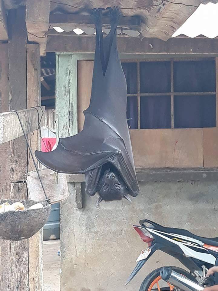 [잡담] 와 이런 박쥐 실제로 보면 나 ㄹㅇ기절할듯 (ㅎㅇㅈㅇ) | 인스티즈