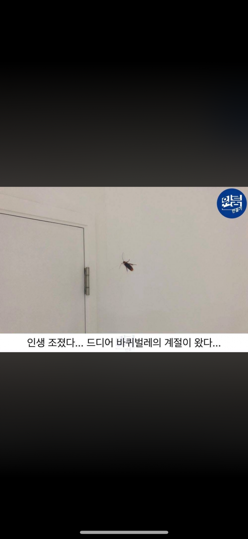 [잡담] 진지하게 원룸 계약했는데 여름에 바퀴벌레 이렇게 나오면은 계약 해지해? | 인스티즈