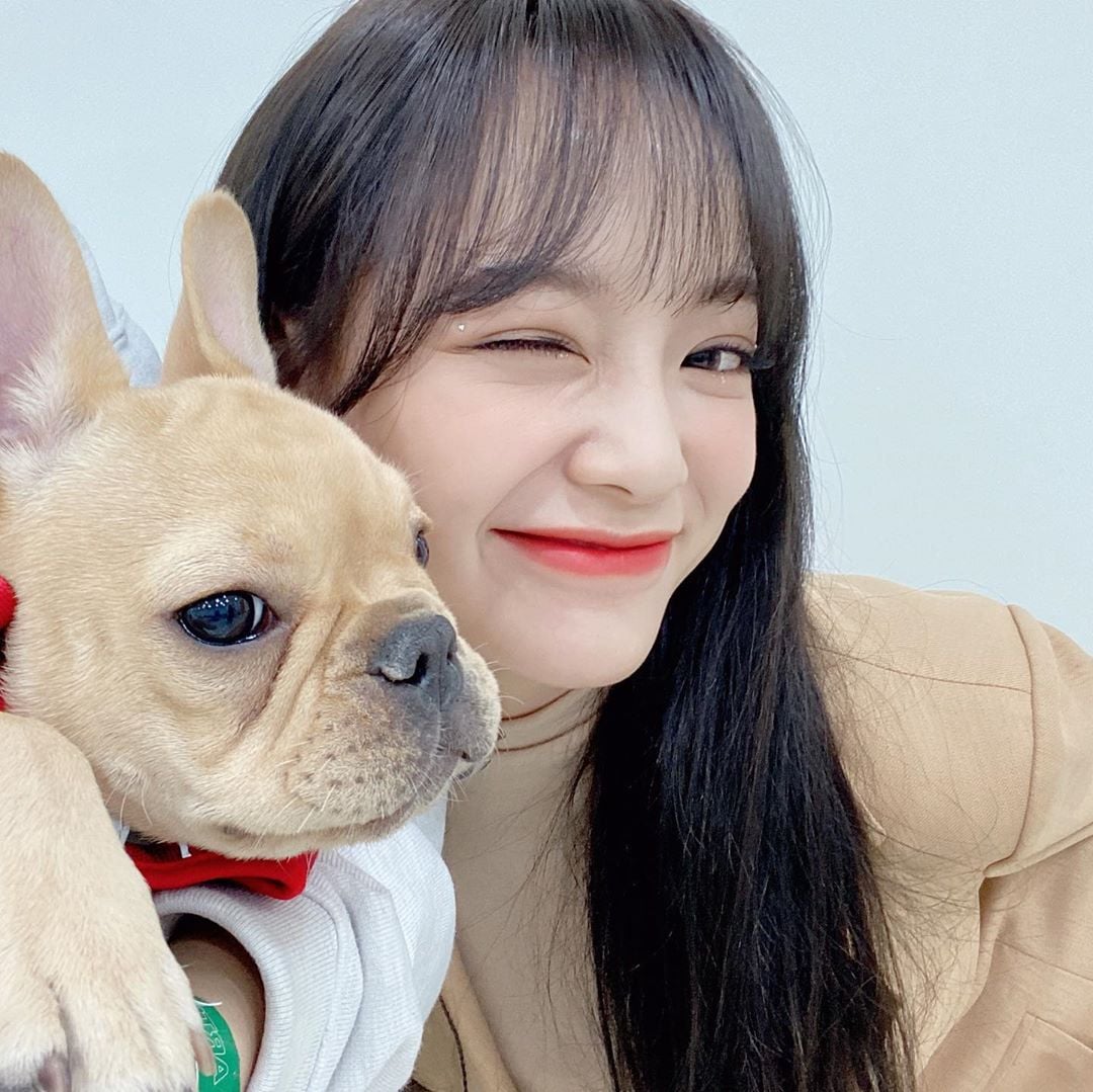 [잡담] 김세정이 키우는 강아지 불독이구나 ㅋㅋㅋ | 인스티즈