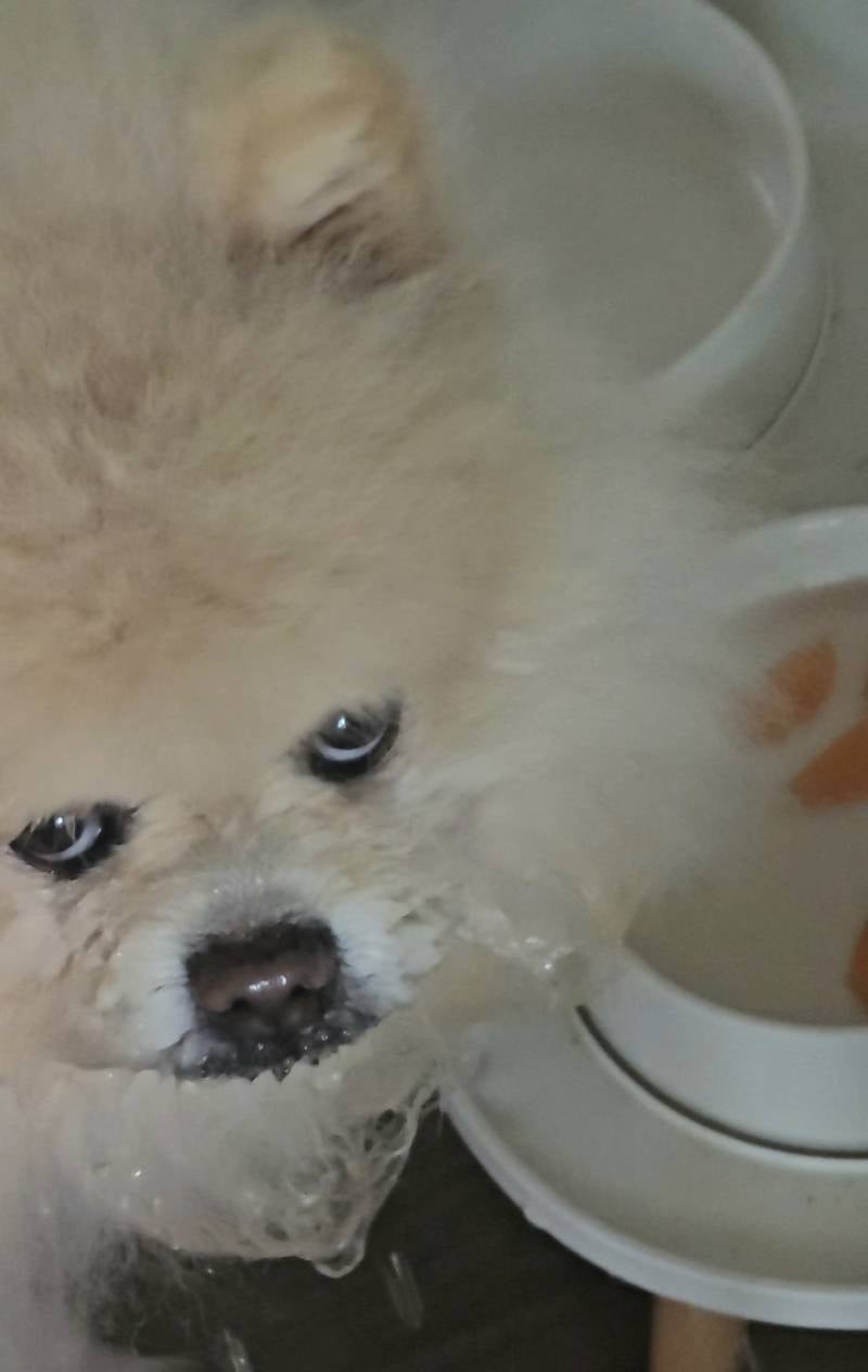 [잡담] 강아지 물 너무 안마셔서 당근 띄워줬는데 표정봐 | 인스티즈