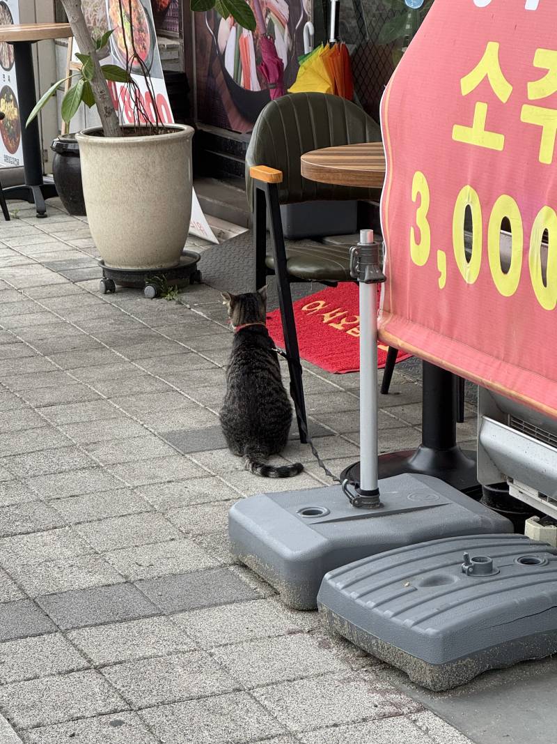 [잡담] 고양이 목줄로 묶어놨어 | 인스티즈