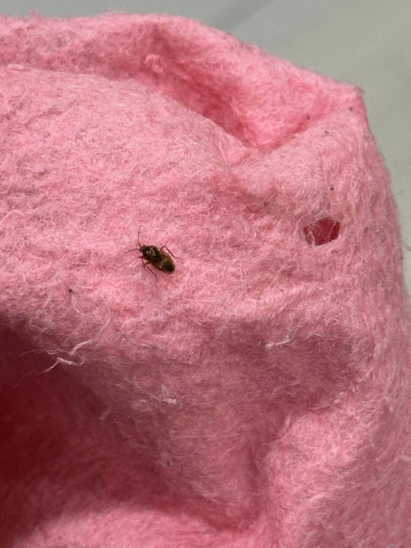 [잡담] 이거 바퀴벌레 새끼인지 봐줄 사람 .. (ㅎㅇㅈㅇ) | 인스티즈