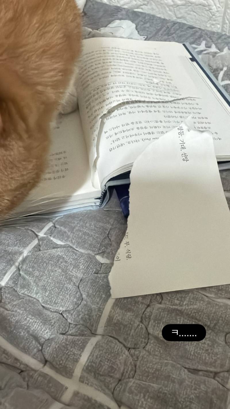 [잡담] 고양이가 원래 책 냄새를 좋아하나? | 인스티즈