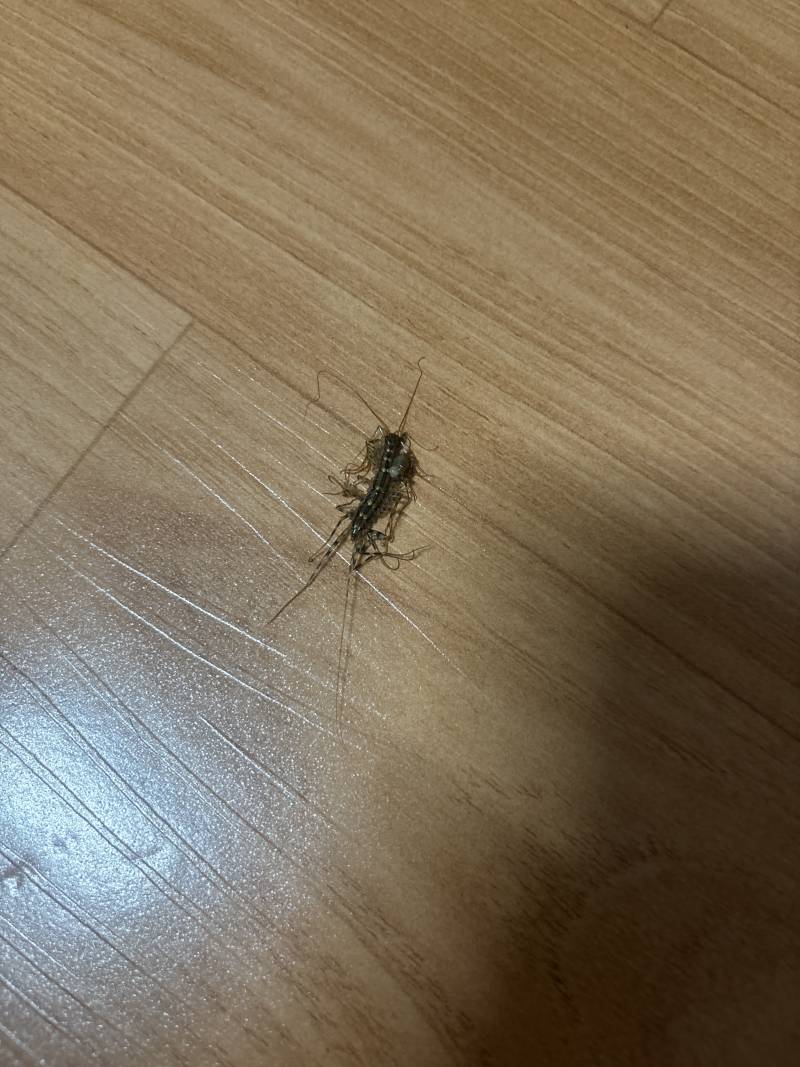 [잡담] 뭔지도모르고잡음 | 인스티즈