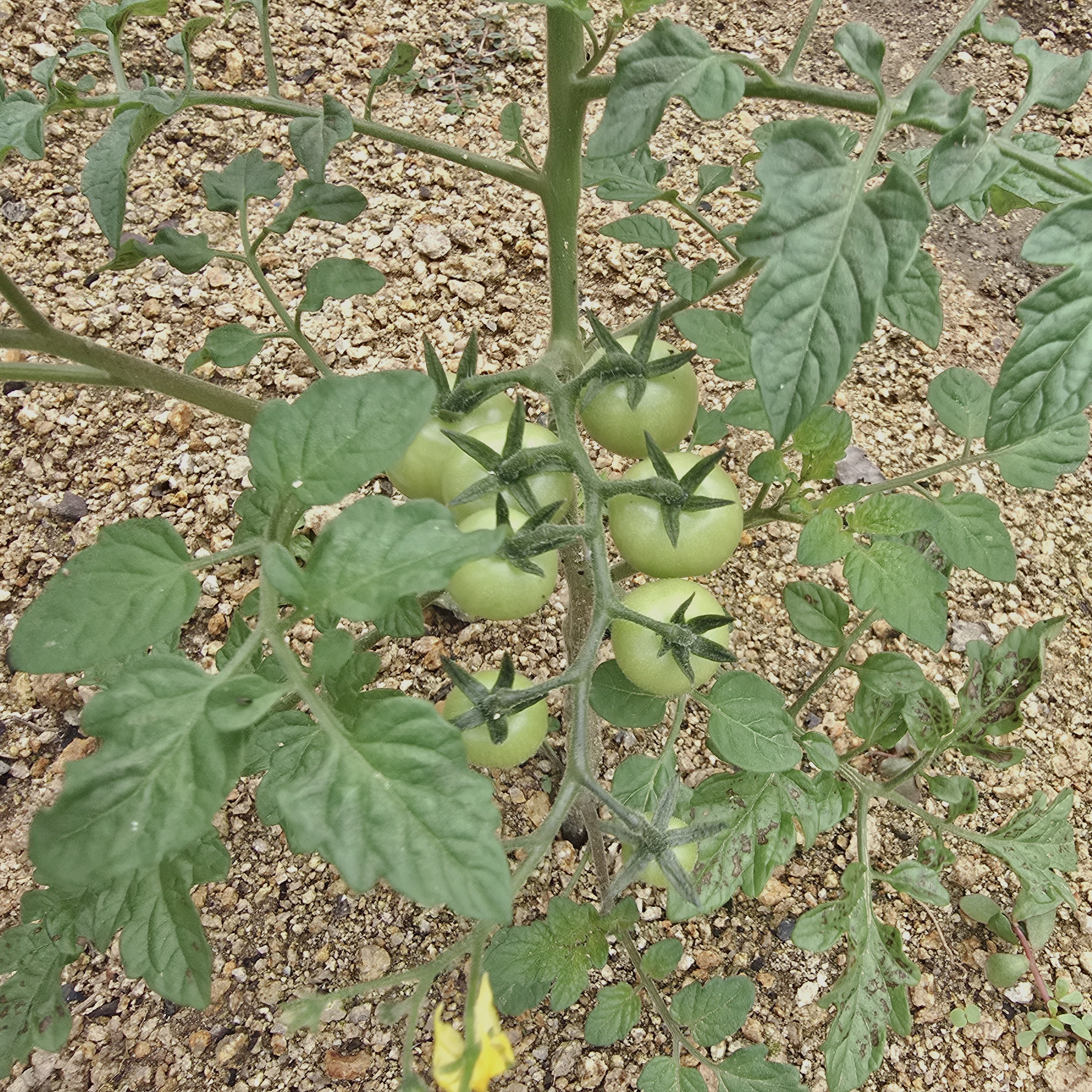 [잡담] (진짜임) 애기토마토🍅 | 인스티즈