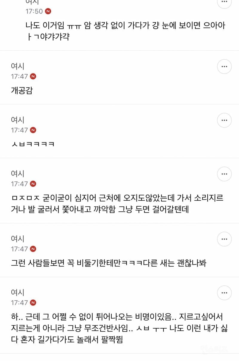 성인들아 제발 길에서 비둘기 보고 소리지르지 마 | 인스티즈