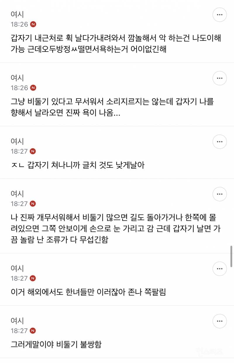 성인들아 제발 길에서 비둘기 보고 소리지르지 마 | 인스티즈